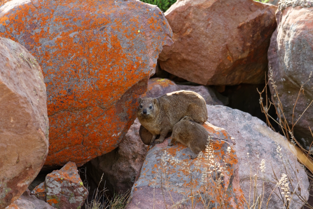 10 - Marakele NP (11).jpg